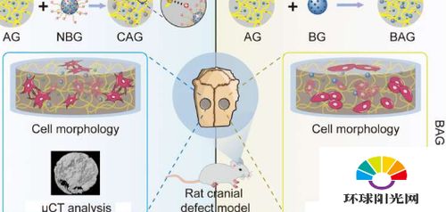 具有氨基功能化生物活性玻璃的生物聚合物水凝胶可加速骨再生